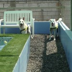 dogs having a bath