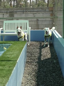 dogs having a bath