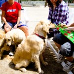 Delmon_Kennels_Fun_Extras-3