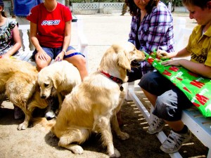 Delmon_Kennels_Fun_Extras-3