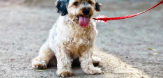 Dogs Gallery – 01